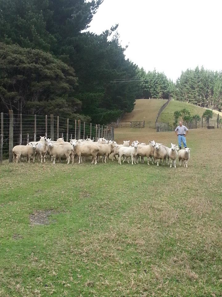 オークランド　ニュージーランド　画像