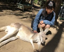 日本人女子留学生がカンガルーを撫でている