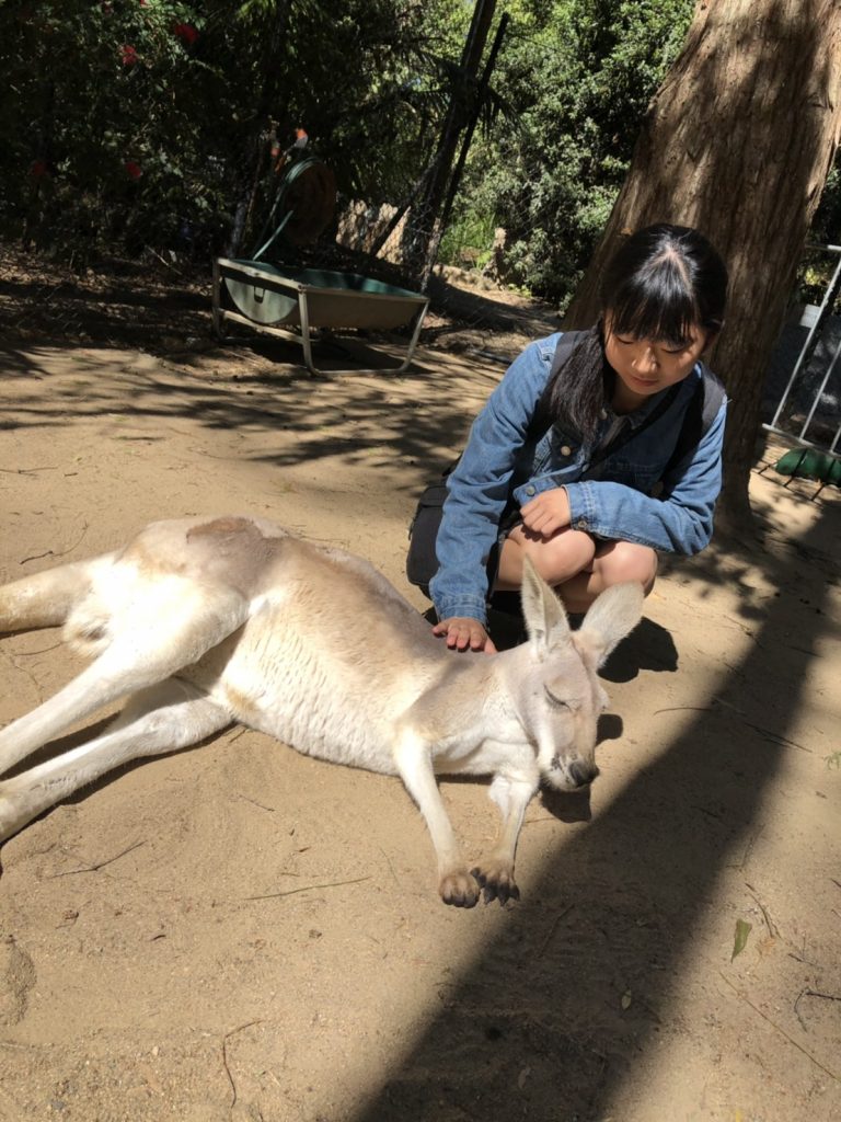 日本人女子留学生がカンガルーを撫でている