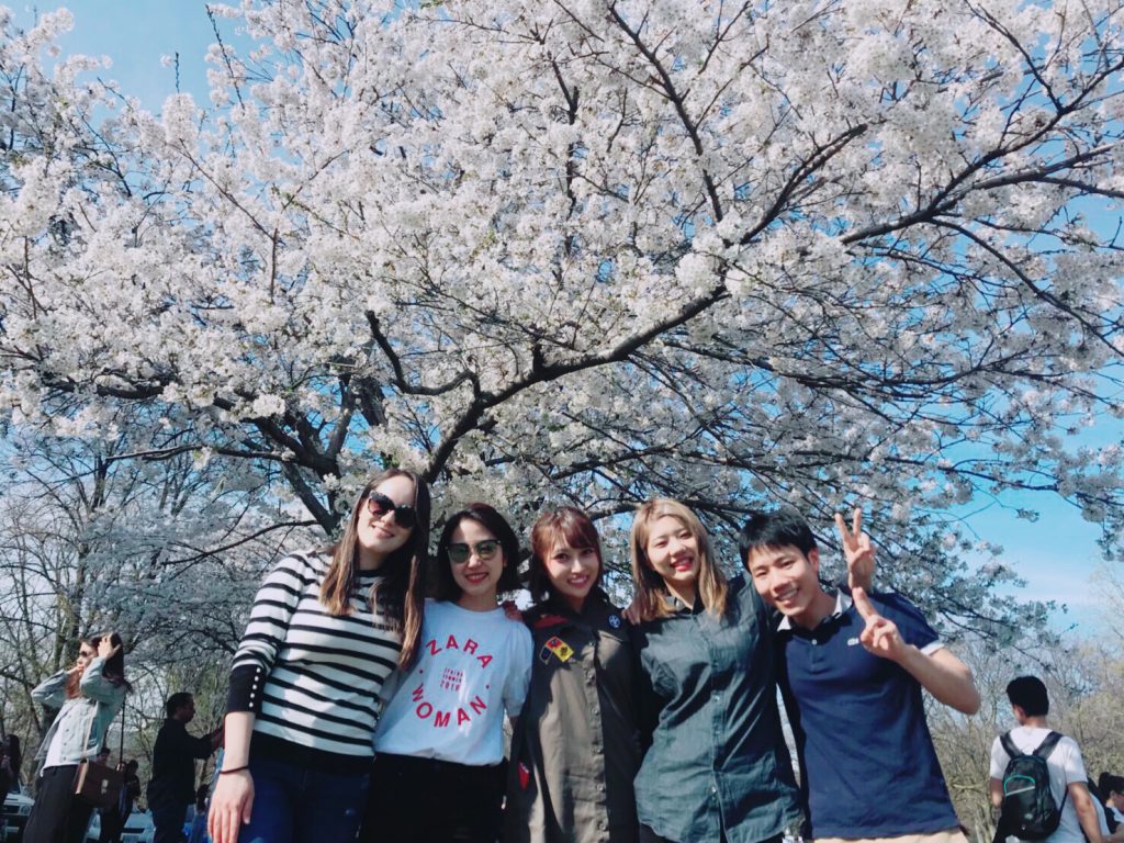 留学生仲間と桜