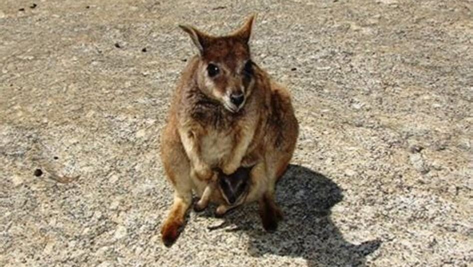 11-wallaby_2