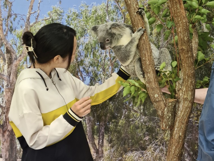 コアラと触れ合っている女性